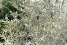 Artemisia valesiaca